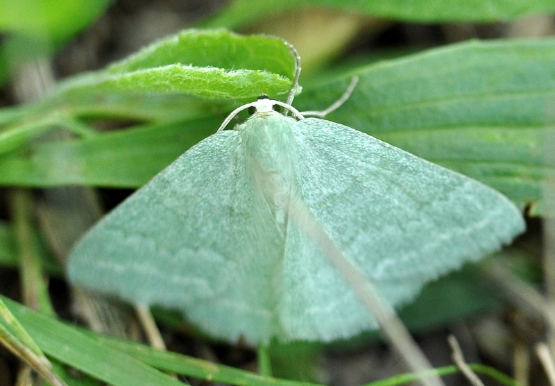 Geometridae verdina